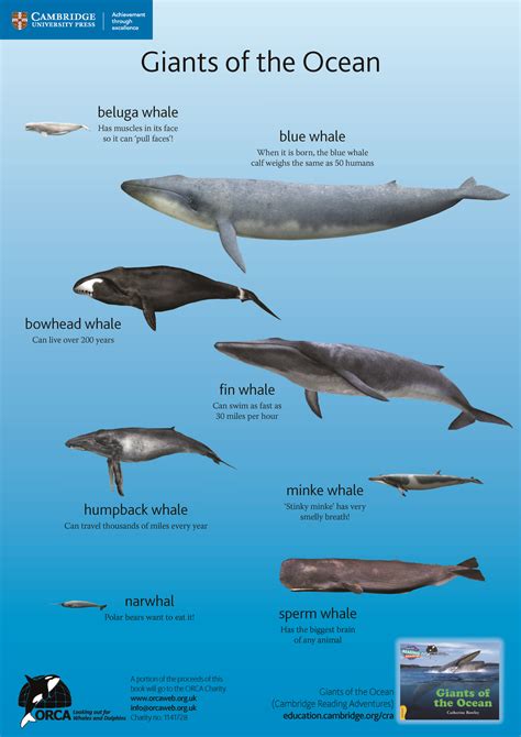 Fun Facts About Whales Types Of Whales DK Find …