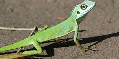 Fun Green-crested Lizard Facts For Kids Kidadl