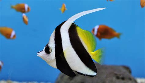 Fun Longfin Bannerfish Facts For Kids Kidadl