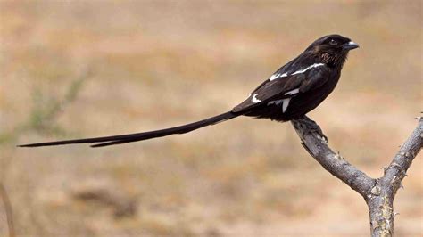 Fun Magpie Shrike Facts For Kids Kidadl