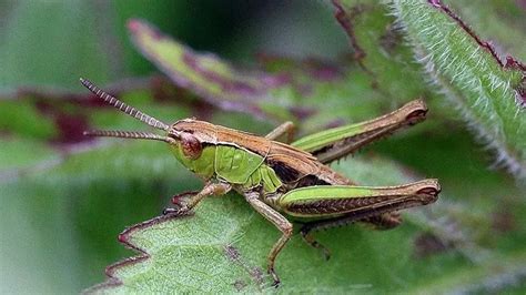 Fun Meadow Grasshopper Facts For Kids Kidadl