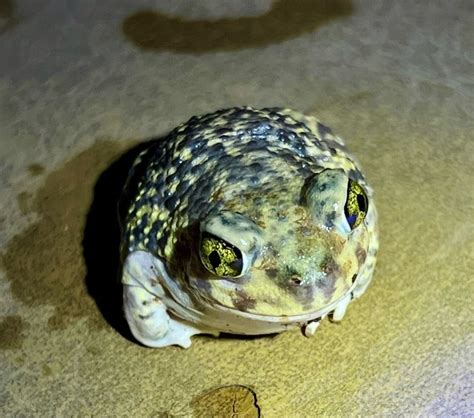 Fun Sonoran Green Toad Facts For Kids Kidadl