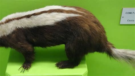 Fun Striped Skunk Facts For Kids Kidadl