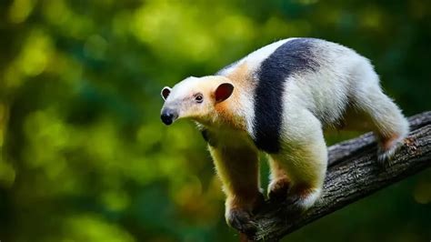 Fun Tamandua Facts For Kids Kidadl