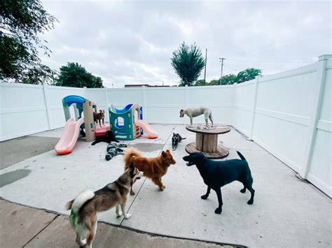 Fun city dogs. If you’re looking for a new furry friend, a Chihuahua might be the perfect choice. These small, energetic dogs are loyal and loving companions, and they make great family pets. But... 