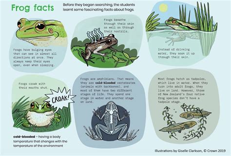 Fun facts about frogs. Interesting facts about frogs. Frogs belong to a group of animals called amphibians. They are known for their jumping abilities, croaking sounds, bulging eyes and slimy skin. There are approximately 4,800 species of frogs around the entire world. Frogs live on every continent except Antarctica. Frogs typically live in forested and wetland … 