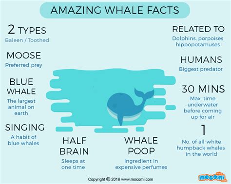 Fun facts about whales. Blue whales are among Earth's longest-lived animals. Scientists have discovered that by counting the layers of a deceased whale's waxlike earplugs, they can get a close estimate of the animal's ... 