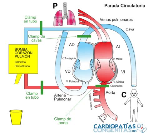 Función circulatoria en el pingüino papúa (pygoscellis papúa). - Answers to managing troubleshooting lab manual.