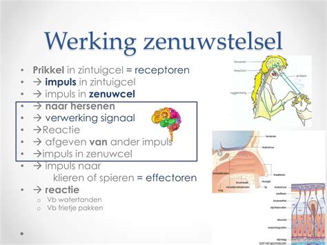 Functie sensibele zenuwen