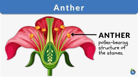 Function of anther in flower. &rdquo; The input values make up the domain, and the output values...