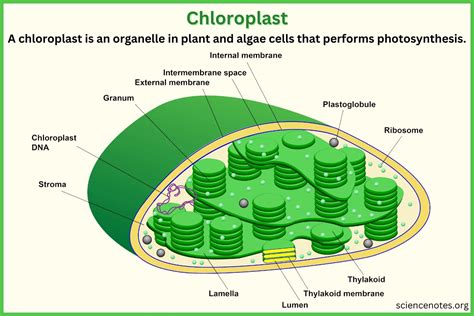 Function of chloroplast ribosome in animal