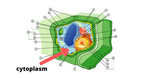Function of cytoplasm in plant cell