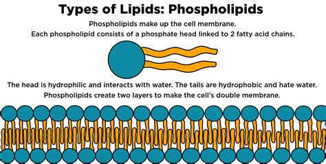 Function of phospholipids in cell membrane.  A phospholipid is a type of lipid mol...