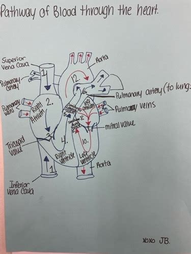 Function of the heart Flashcards Quizlet