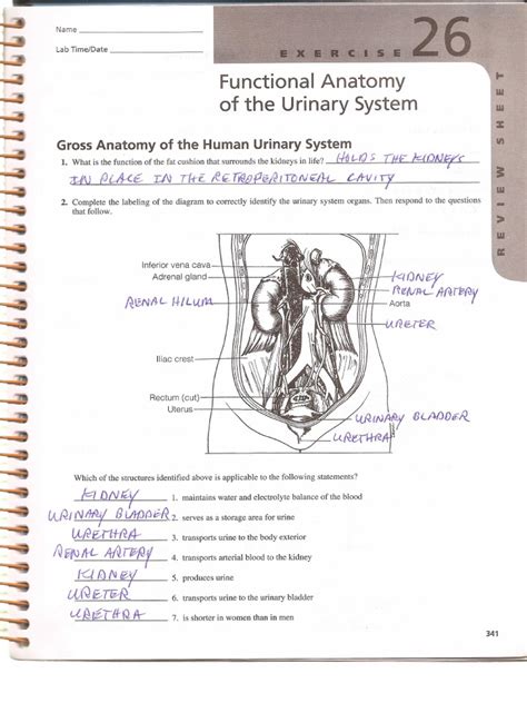 Functional Anatomy of The Urinary System Review Sheet PDF