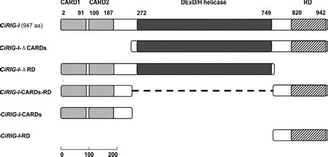 Functional characterizations of RIG-I to GCRV and viral/bacterial …