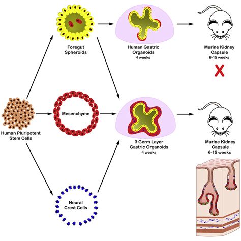 Functional human gastrointestinal organoids can be …