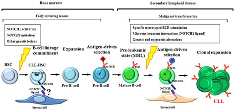 Functional impact of NOTCH1 mutations in chronic lymphocytic leukemia.