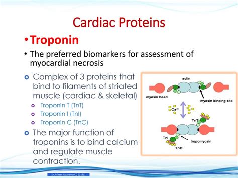 Functionally conservative substitutions at cardiac troponin I