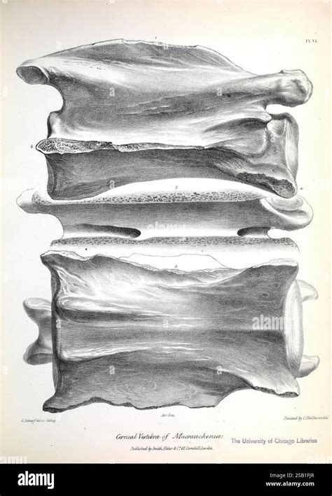 Functions of Head in South America, 5-8