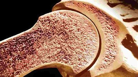 Functions of Red Bone Marrow and Its Location in the Body Archynewsy