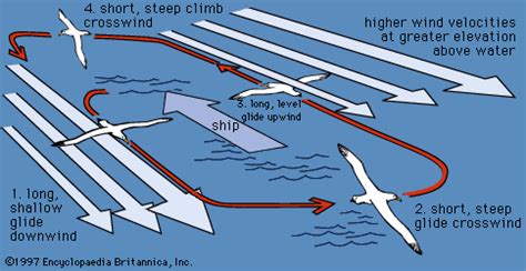 Fundamentals of Gliding Flight Explained