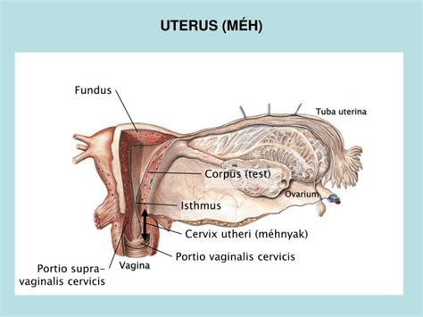 Fundus Jelentése fundus – Karee