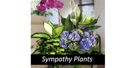 Funeral flowers tucson.  Best Tucson florist.  Sending sympathy plants...