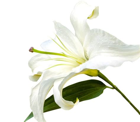 Funeral homes crockett tx.  Direct Cremation & Funeral Services for Crockett At Boren...