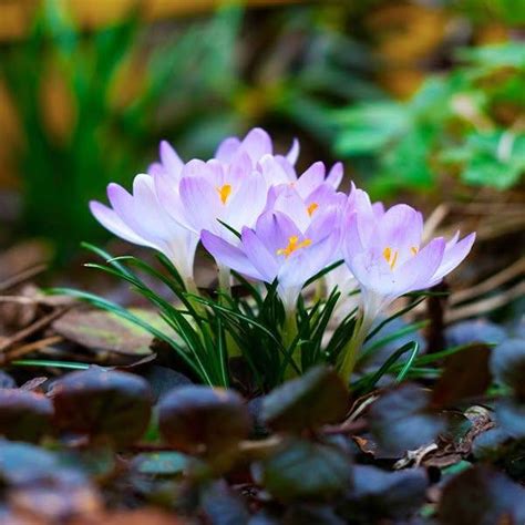 Funerals in melton today.  Monday, Feb.  Mousley Family Funerals.  Call us 24/...