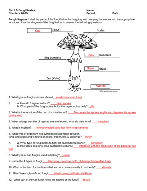Fungi guided and study answer key. - Lucas fault diagnosis service manual gomog.
