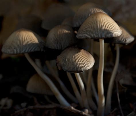 Biologists have long known mushrooms of the genus Mycena, commonly known as bonnet mushrooms, as fungi that live off of dead trees and plants. New research demonstrates that bonnets can also find .... 