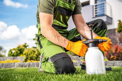 Fungicide for lawns - porn-stalker.es