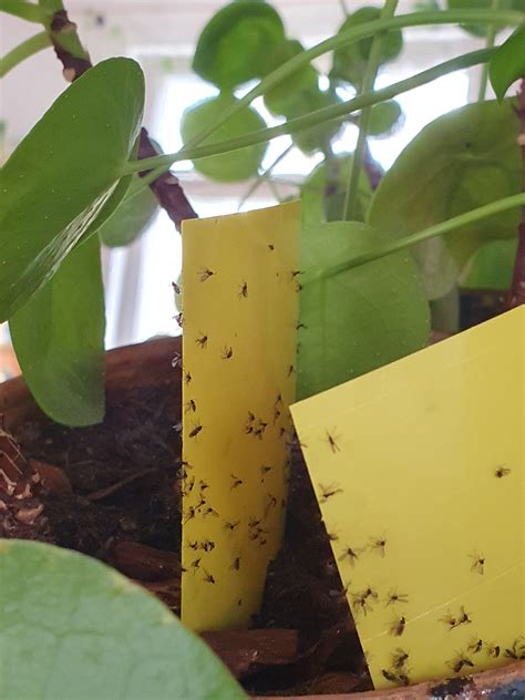 Fungus Gnats, Help! : r/houseplants - Reddit