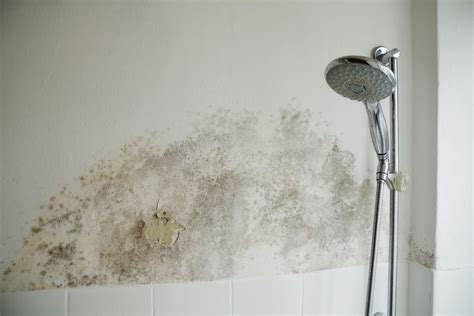 Fungus in bathroom wall. Mold or fungus of the wall in the Shower room causing black or brown mold in the bathroom or toilet room caused by the hot water and accumulation of bacteria. 