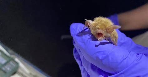 Fungus that causes deadly white nose syndrome among bats detected in B.C. guano