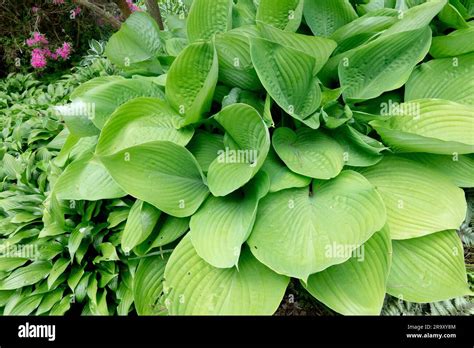 Funkia hosta