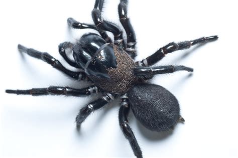Funnel-web spiders. The spider measured 7.9 centimeters from foot to foot, surpassing the park's previous record-holder from 2018, the male funnel-web named Colossus. Sydney funnel-web spiders usually range in length ... 