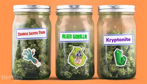 Enjoy some of the funniest and strangest marijuana strain names available today. Learn how these cannabis plants got their name and the reasons behind it. Funny Marijuana Strain Names [Top 10] | Verilife