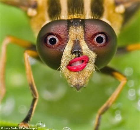 Funny Bug Eyed Animals