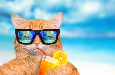 Funny Cat Backgrounds