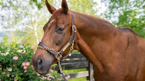 Funny Cide to be buried at Saratoga Race Course