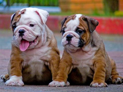 Funny English Bulldog Puppies