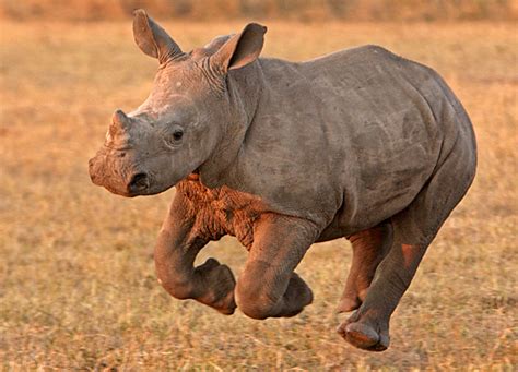 Funny Rhino