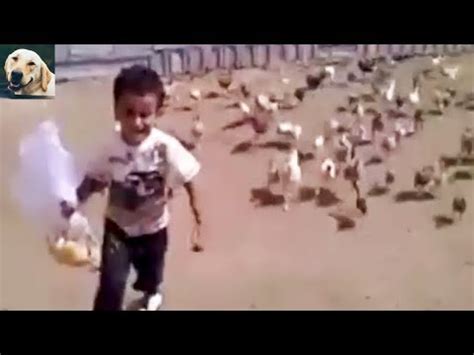 Funny chicken chasing people compilation - YouTube