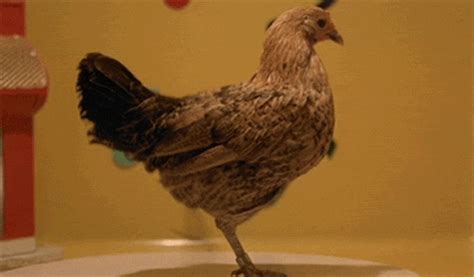 Funny chicken gif. Things To Know About Funny chicken gif. 