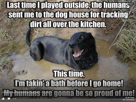 Funny dog jokes dirty - bath memes - looking dog pics