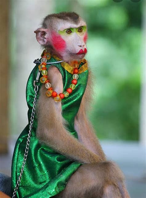 Funny female monkey images. Things To Know About Funny female monkey images. 