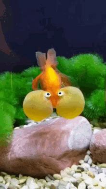 Funny fish gif. catfish nemo salmon ice fishing tuna Memes See all Memes Stickers See all Stickers GIFs Click here to upload to Tenor With Tenor, maker of GIF Keyboard, add popular Fish animated GIFs to your conversations. Share the best GIFs now >>> 