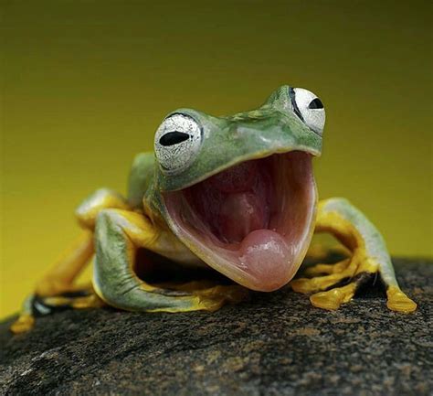 Funny frog. Things To Know About Funny frog. 